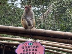 -西双版纳原始森林公园