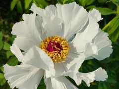 -合肥滨湖国家森林公园