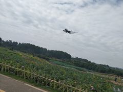 -空港花田景区