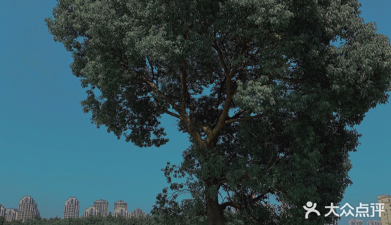 无锡最孤独的树🌲