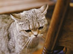 -猫色咖啡·猫咖