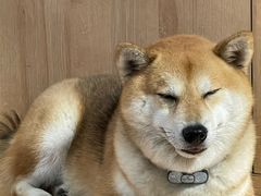 -是阿柴呀！柴犬咖啡·爱喵喵猫咖