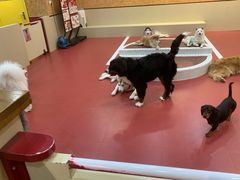 -和它·交个朋友·狗咖猫咖(爱琴海店)
