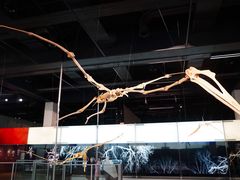-墨尔本博物馆(Melbourne Museum)