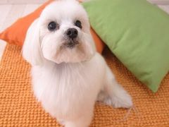 -苏州安宠宠物火化服务有限公司