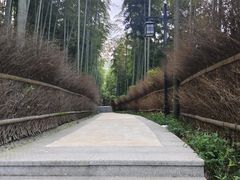 -东明山森林公园
