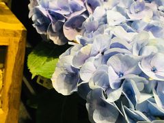 -豆豆花艺(新光天地店)