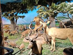 -国家自然博物馆