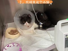-北京赛佳动物医院