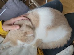 -滚猫咖啡·猫咖·猫友好撸猫(未来城店)