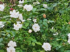 -深圳仙湖植物园