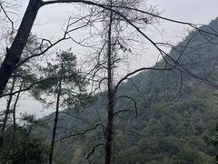 -大奇山国家森林公园