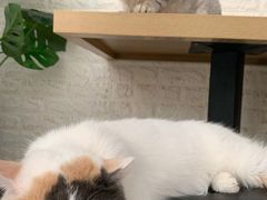 -平行世界·猫咖(首经贸店)