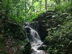 -莫里热带雨林景区