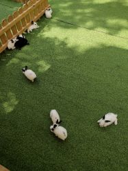 -萌宠亲子动物乐园(槐房万达店)