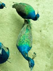 -萌宠亲子动物乐园(槐房万达店)