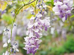 -舒家湾天主教堂