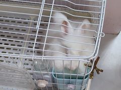 -我爱猫咪·猫咖·狗咖·安哥拉兔·羊驼咖(小寨华旗店)