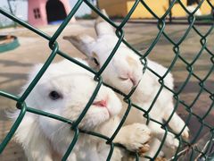 -上海滴水湖皇冠假日酒店