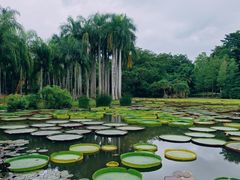 -中国科学院西双版纳热带植物园