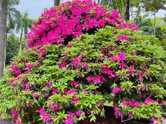 -深圳仙湖植物园