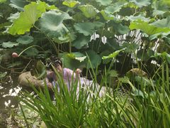 -陈家山荷花公园