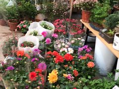 -双季花艺园艺市场(浦东店)