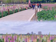 -顺峰山公园