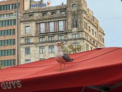 -加泰罗尼亚广场