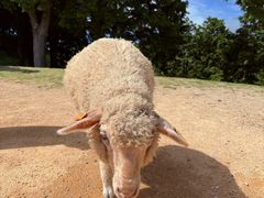 -神户市立六甲山牧场