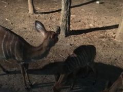 -清迈夜间动物园
