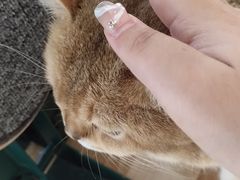 -共舞时光猫咖·狗咖(新街口店)