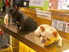 -more than meow吴止猫主题餐厅(承德 中船汇店)