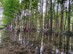 -桤木河湿地公园