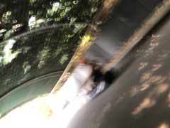 -圣淘沙天际线斜坡滑车