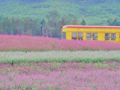 -径山花海