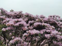 -梧桐山风景名胜区
