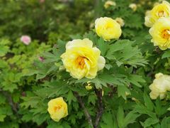-洛阳市隋唐城遗址植物园