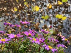 -南通洲际绿博园