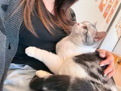 -有喵·猫咖·狗咖·30几只猫10只小狗(岗厦店)