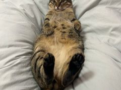 -艾吉宠物医院·疑难杂症转诊中心·猫友好(碧江路院)