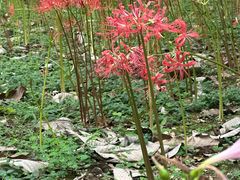 -杭州植物园