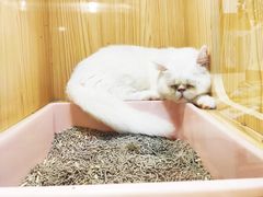 -屋虎猫馆(宝安大仟里店)