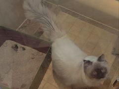 -天使宠物医院·犬猫分诊(彩虹店)