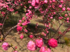 -大兴滨河森林公园