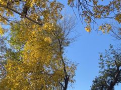 -三里屯东五街银杏大道