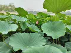 -莲花池公园