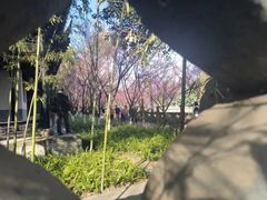 -望江楼公园