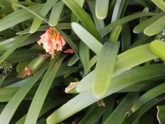 -墨尔本皇家植物园