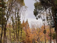 -昆山城市生态森林公园